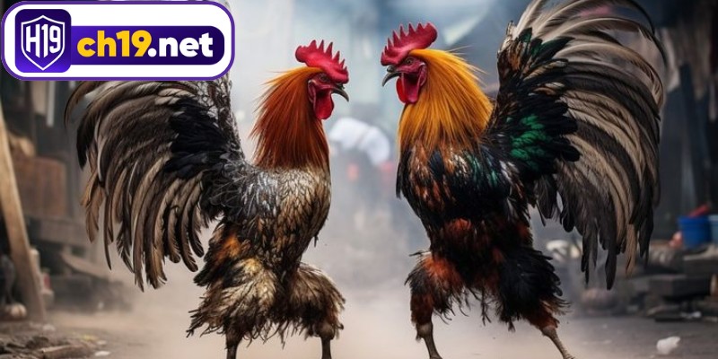 Meron đại diện chiến kê đứng bên trái