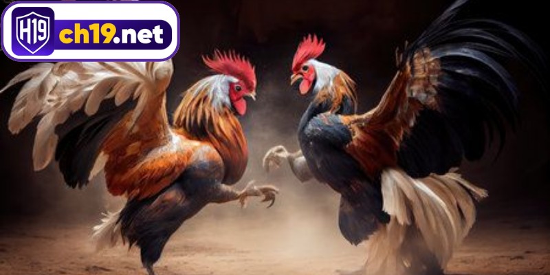 Đá gà H19 nổi bật với nhiều thể loại